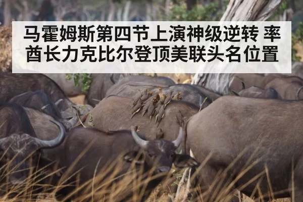 马霍姆斯第四节上演神级逆转 率酋长力克比尔登顶美联头名位置